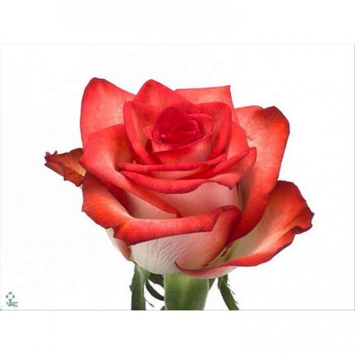FLOR, ROSA HO. BLUSH 70cm, paq. x10 bicolor