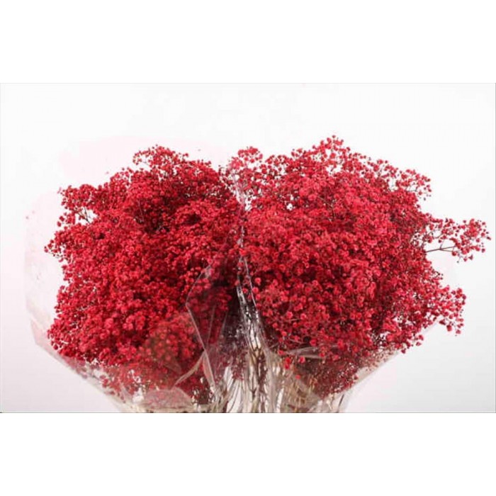 FLOR, PANICULATA PINTADA HOLANDA x25 tiges.