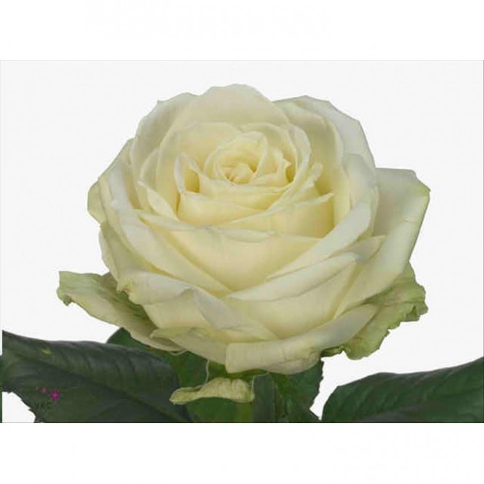 FLOR, ROSA HO. AVALANCHE 70cm, paquete x10