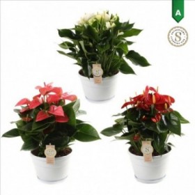 ANTHURIUM MIX  TARRINA 20cm