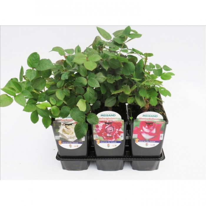 ROSA GRANDIFLORA MEILLAND 3L