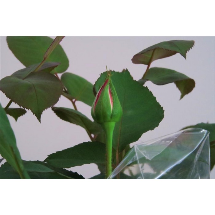 ROSA GRANDIFLORA MEILLAND 3L