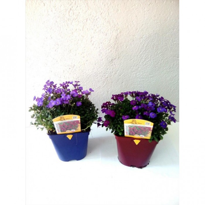 AUBRIETIA CULTORUM 14X14