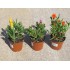 LAMPRANTHUS SP. 11