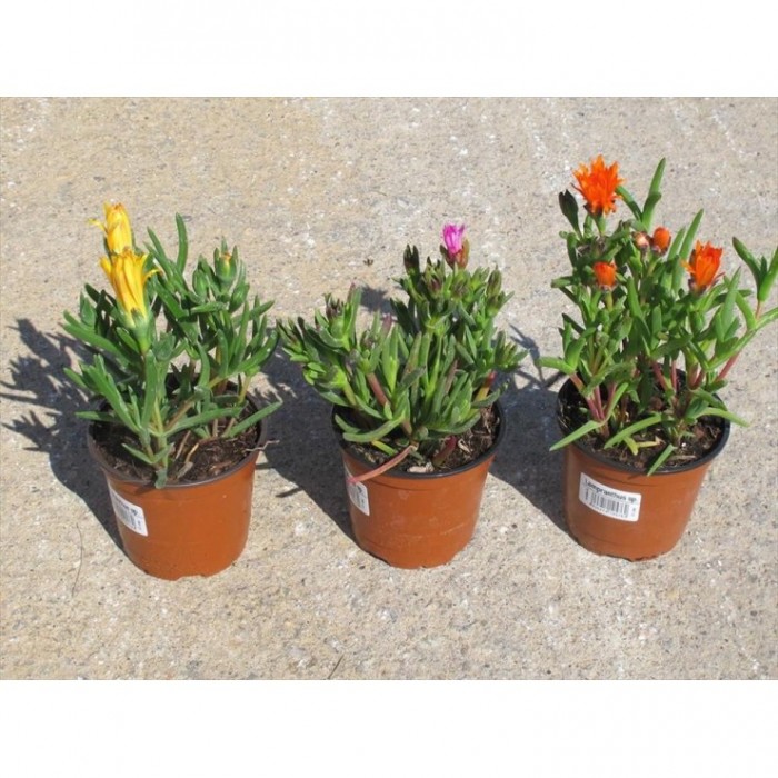 LAMPRANTHUS SP. 11