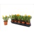 LAMPRANTHUS SP. 11