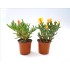 LAMPRANTHUS SP. 11
