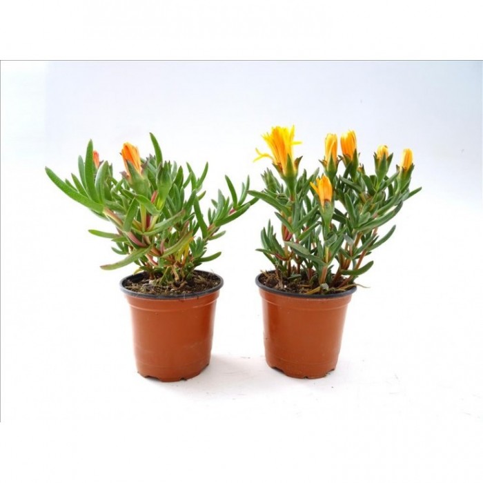 LAMPRANTHUS SP. 11