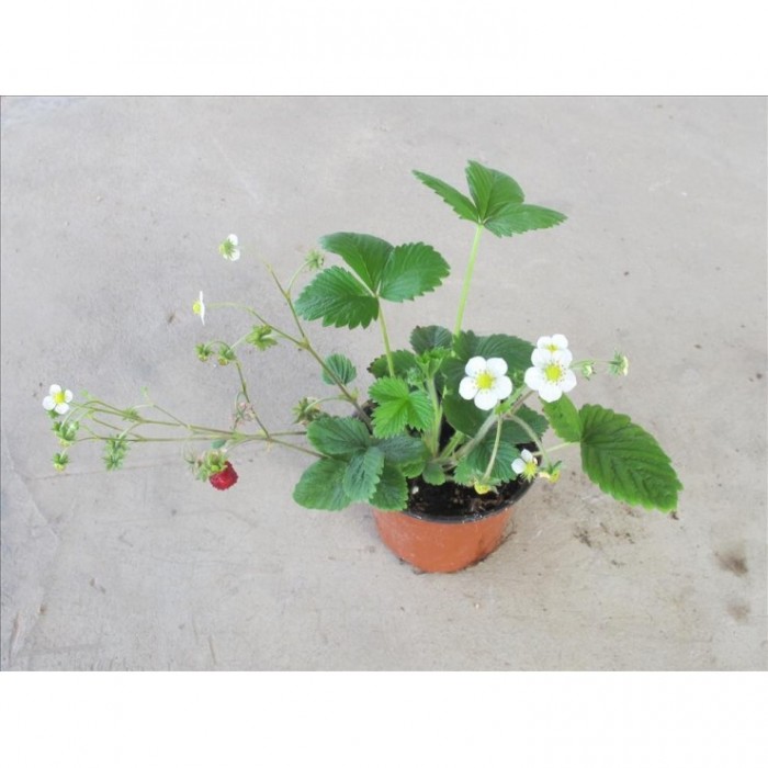 FRAGARIA VESCA M11 - FRESA BOSQUE