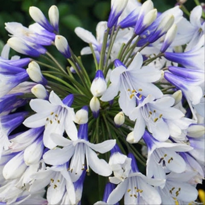 AGAPANTHUS QUEEN MUM 3L