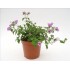 LANTANA MONTEVIDENSIS LILA 3L