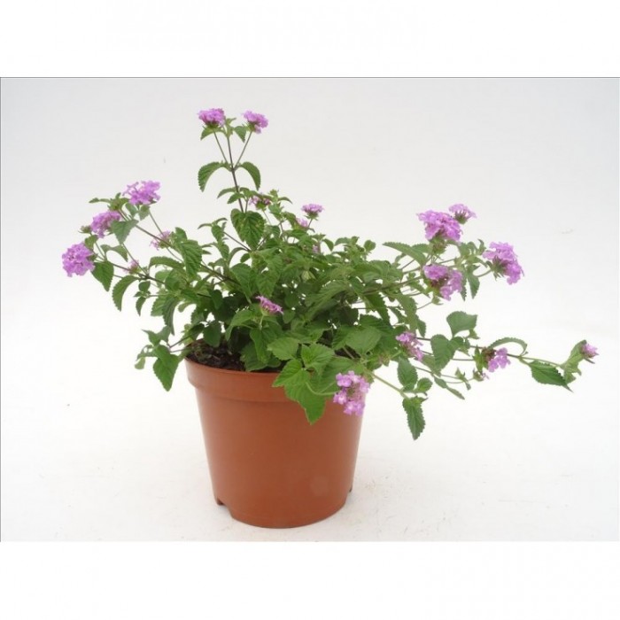 LANTANA MONTEVIDENSIS LILA 3L
