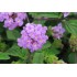 LANTANA MONTEVIDENSIS LILA 3L