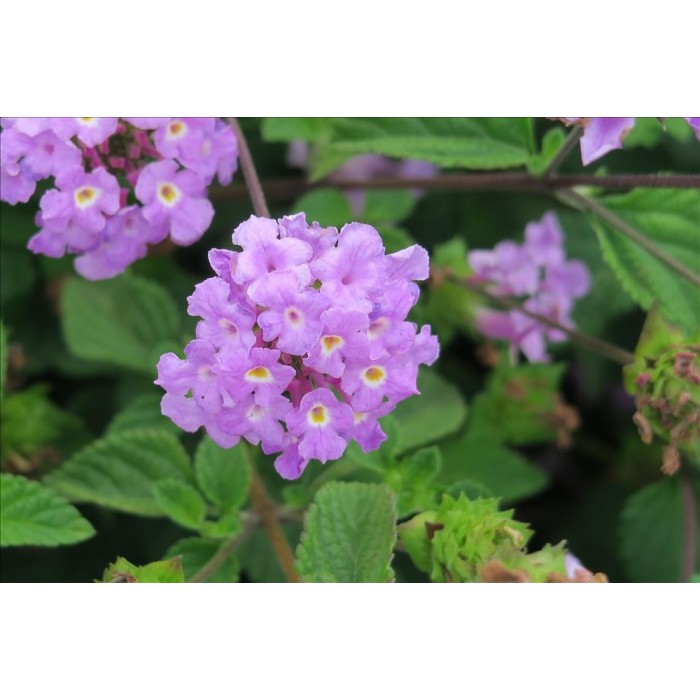 LANTANA MONTEVIDENSIS LILA 3L