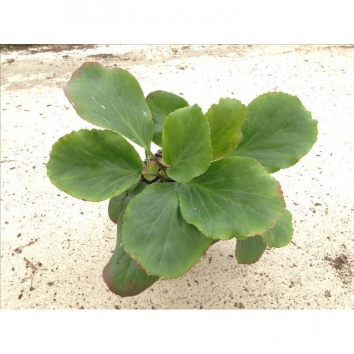 BERGENIA CORDIFOLIA 2L