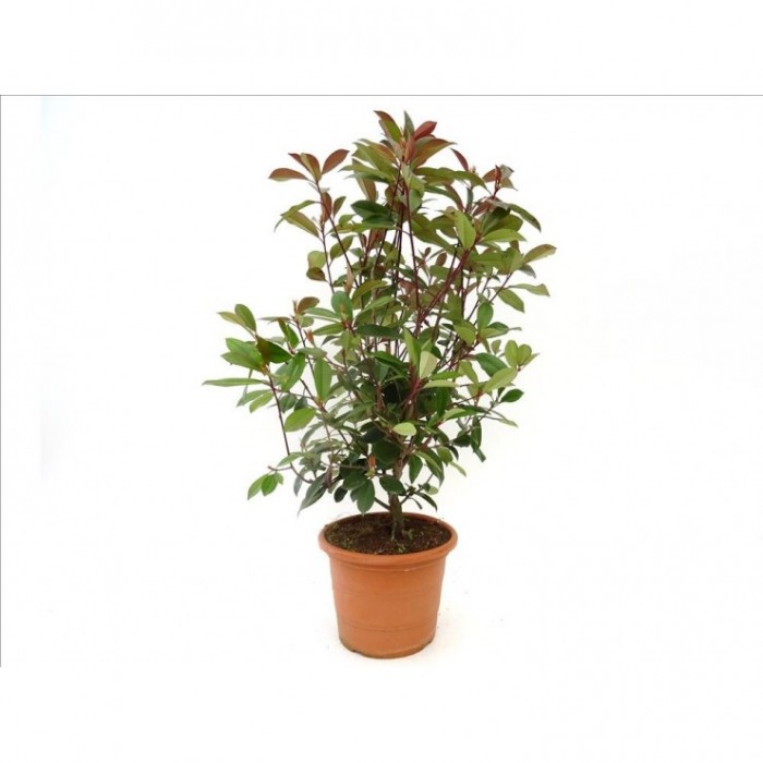 PHOTINIA FRASERI RED ROBIN 80/100 10L