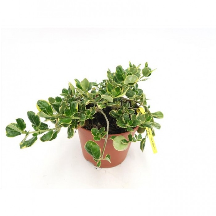 COPROSMA REPENS VARIEGATA 3L