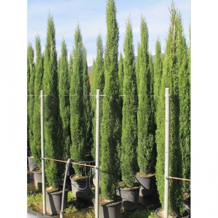 CUPRESSUS SEMPERVIRENS TOTEM 30L 200/250