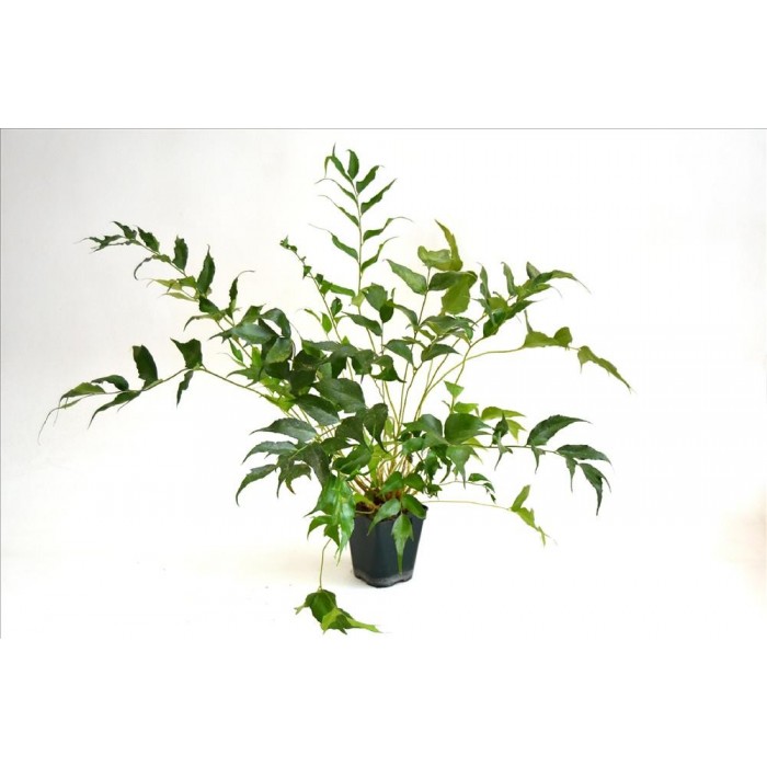 CYRTONIUM FALCATUM 1L