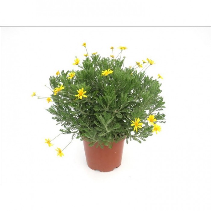 EURYOPS PECTINATUS 10L