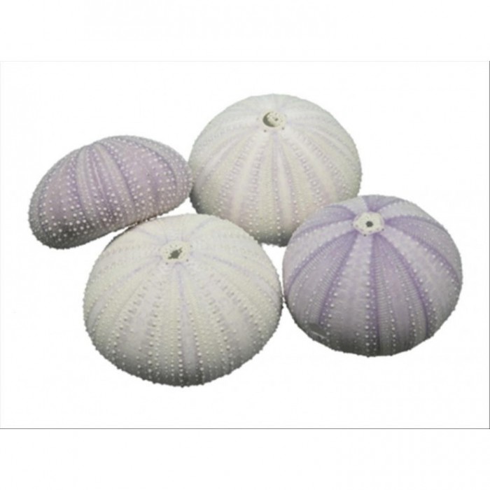 ERIZO DE MAR BLANCO LILA 12 uni