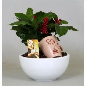 COFFEA ARABIGA TARRINA + TAZA CAFE M20 H25