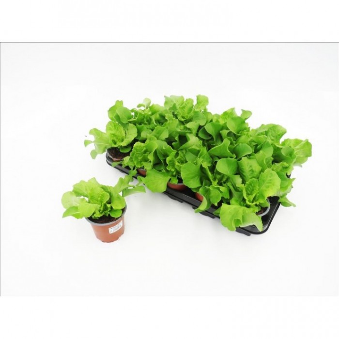 LACTUCA SATIVA M11 - LECHUGA TROCADERO