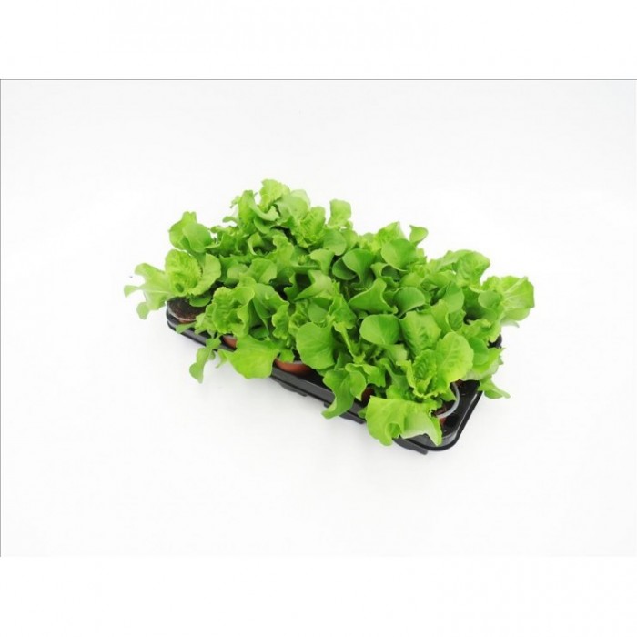 LACTUCA SATIVA M11 - LECHUGA TROCADERO