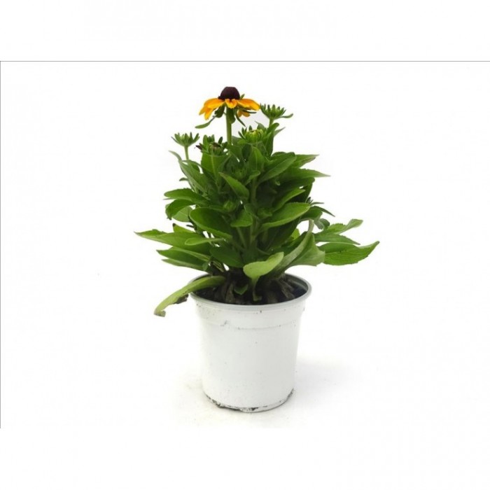RUDBECKIA HIRTA M13
