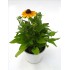 RUDBECKIA HIRTA M13