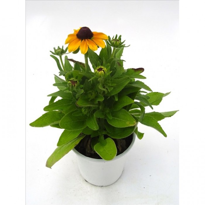 RUDBECKIA HIRTA M13