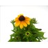 RUDBECKIA HIRTA M13