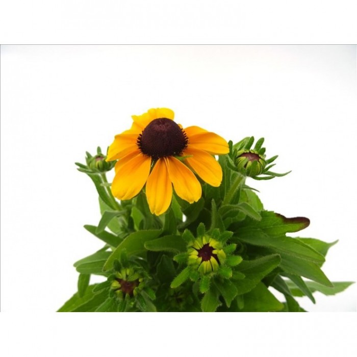 RUDBECKIA HIRTA M13