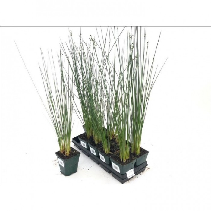 JUNCUS INFLEXUS 1L
