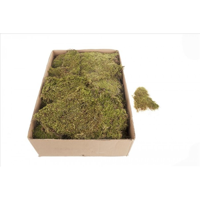 MOLSA Flat moss 2kg in box Natural