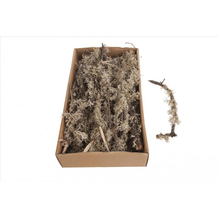 TRONQUITOS DE MUSGO DE ROBLE CAJA 48x28x10cm Natur