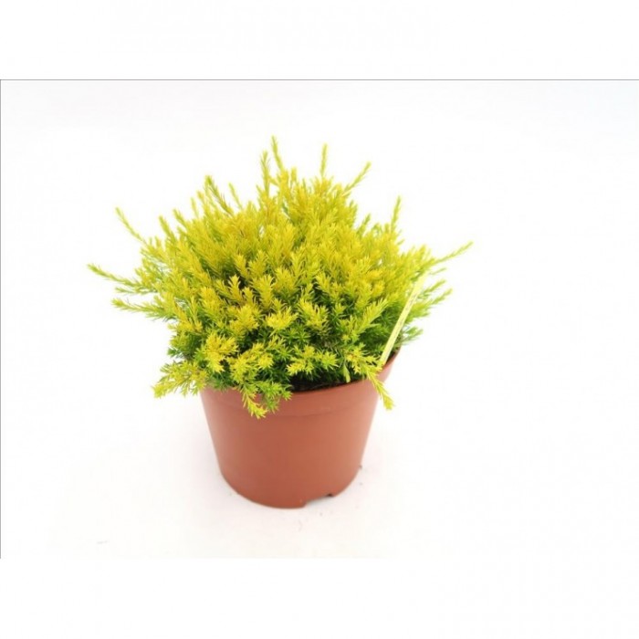 DIOSMA HIRSUTA SUNSET GOLD 3L