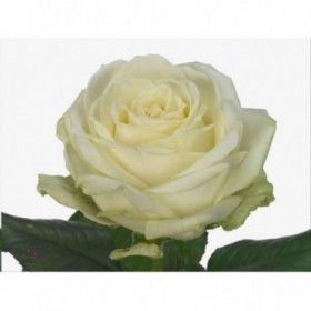 FLOR, ROSA HO. AVALANCHE  60cm, paq.x10 