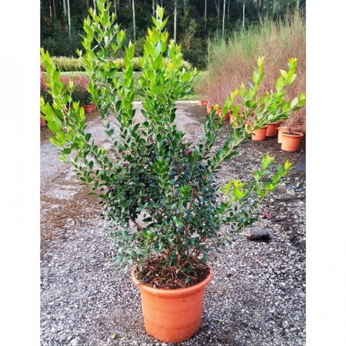 MYRTUS COMMUNIS 10L