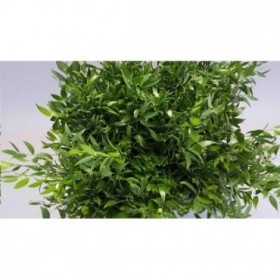 VERDS, RUSKUS ACELATUS 70cm