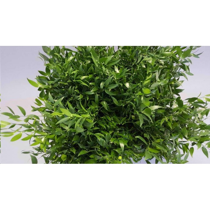 VERDS, RUSKUS ACELATUS 70cm