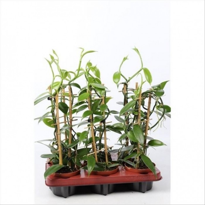 ORQUIDEA, VANILLA PLANIFOLIA M12 ESPALDERA