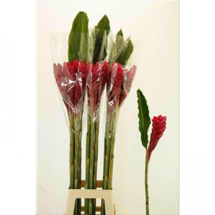 FLOR, HELICONIA GINGER 100cm.