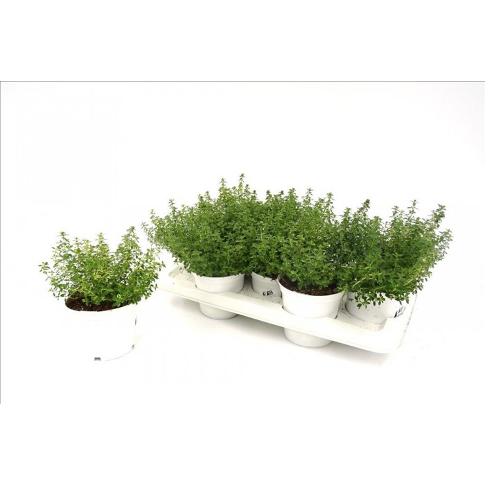 THYMUS CITRIODORUS MYSTIC LEMON M13