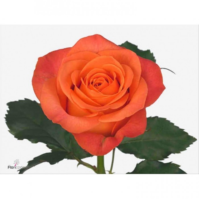 FLOR, ROSA HO. CLARENCE 50cm, x10