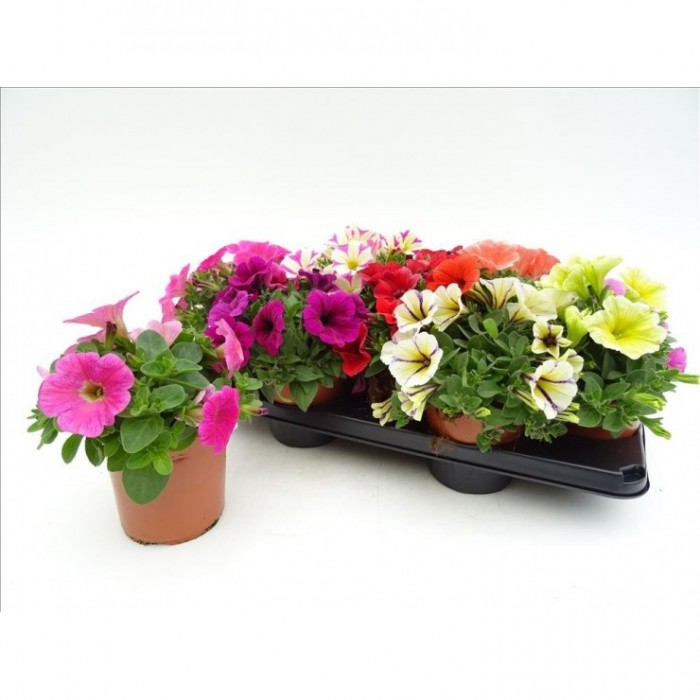 PETUNIA POTUNIA M13