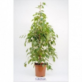 FICUS BENJ. EXOTICA M22-150cm. Sr.