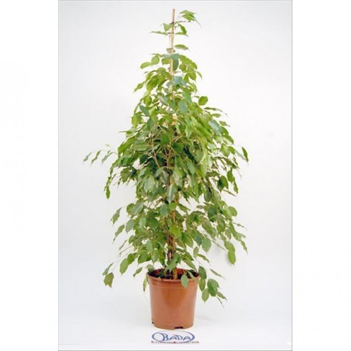 FICUS BENJ. EXOTICA M22-150cm. Sr.