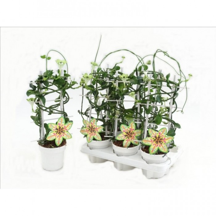 CEROPEGIA SANDERSONII   M12 rejilla