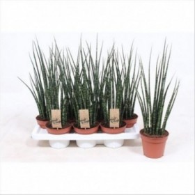 SANSEVIERIA FERNWOOD MIKADO M14